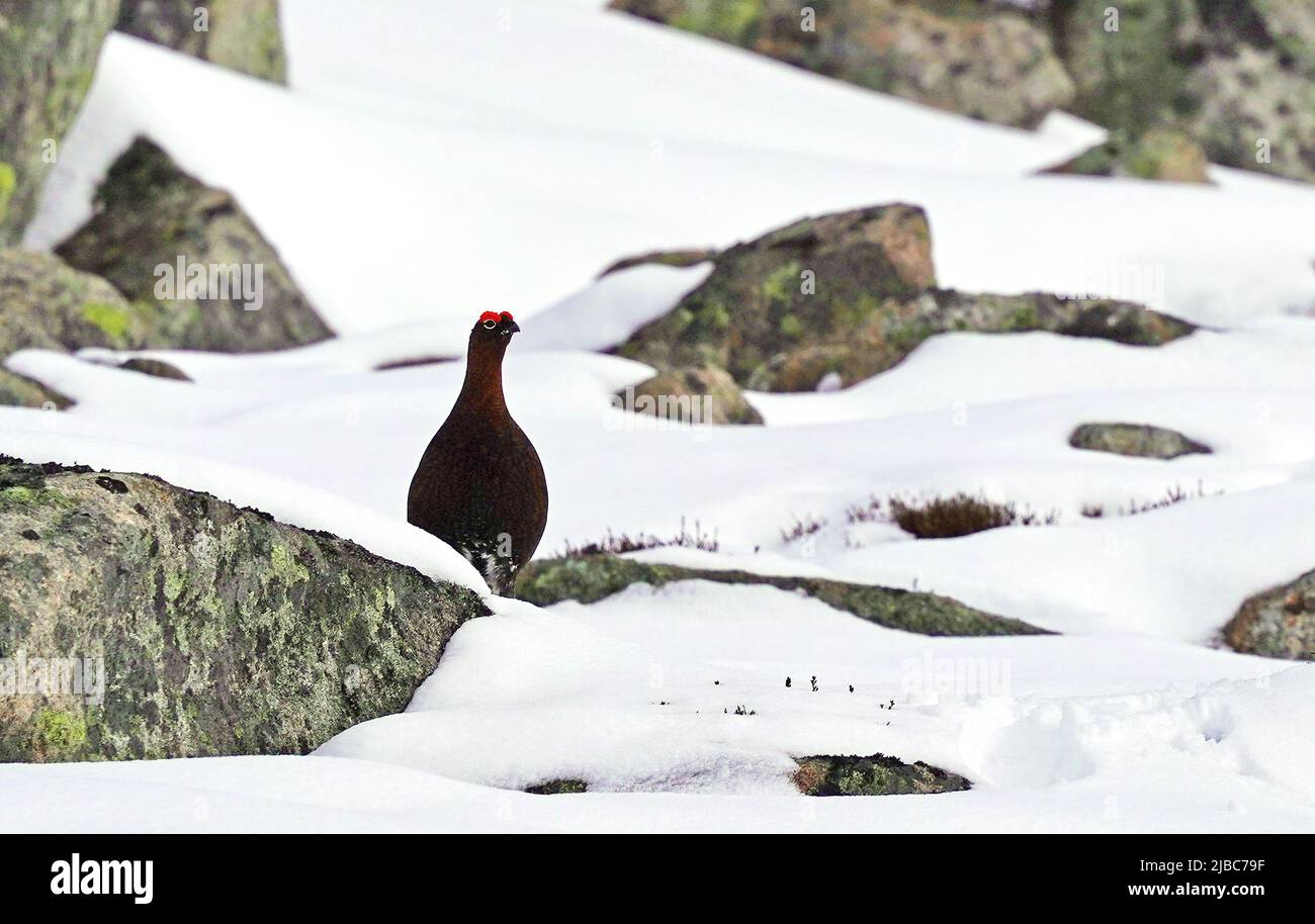 Tétras rouge dans la neige en haut dans les Cairngorms Ecosse Banque D'Images