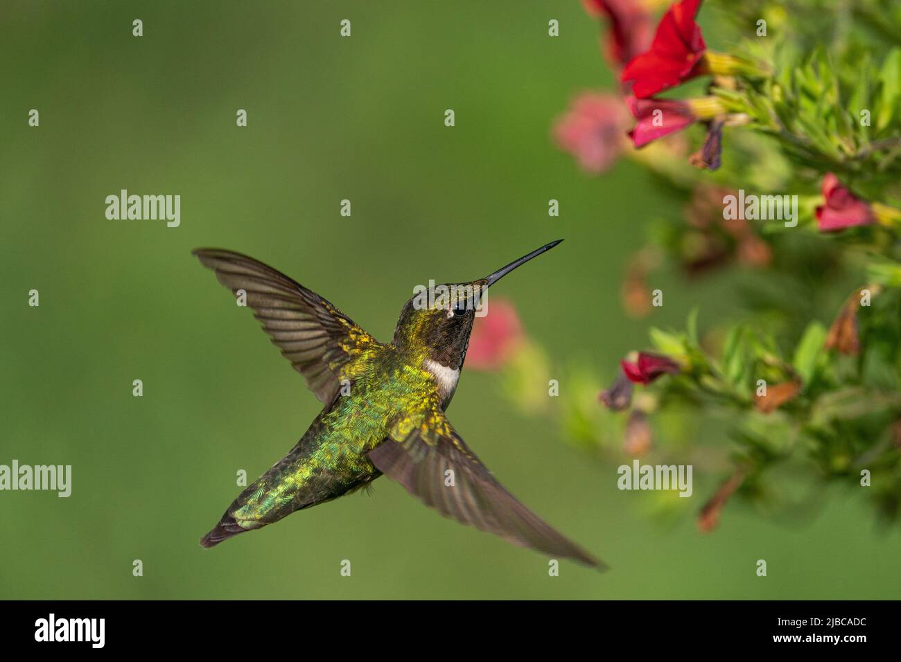 Nectar de rassemblement d'oiseaux-mouches à gorge rubis Banque D'Images