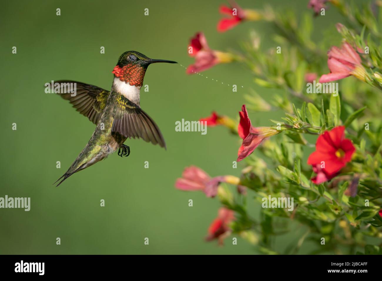 Nectar de rassemblement d'oiseaux-mouches à gorge rubis Banque D'Images