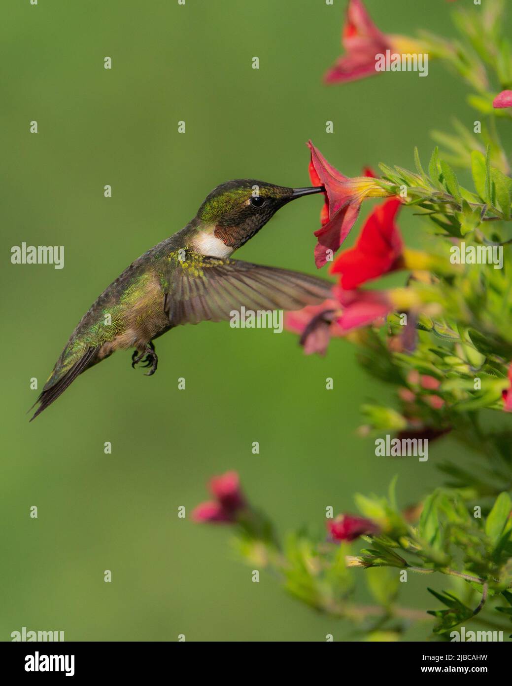 Nectar de rassemblement d'oiseaux-mouches à gorge rubis Banque D'Images
