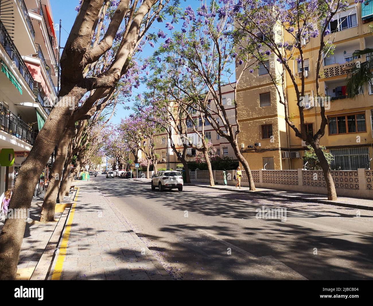 Arbres Jacaranda fleuris le long de l'avenue Mijas.Fuengirola, province de Malaga, Espagne. Banque D'Images