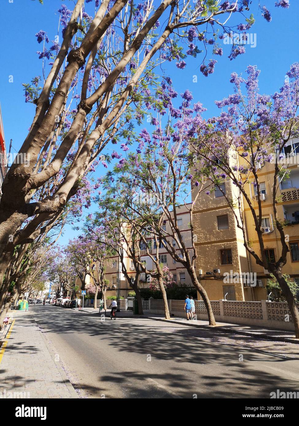 Arbres Jacaranda fleuris le long de l'avenue Mijas.Fuengirola, province de Malaga, Espagne. Banque D'Images