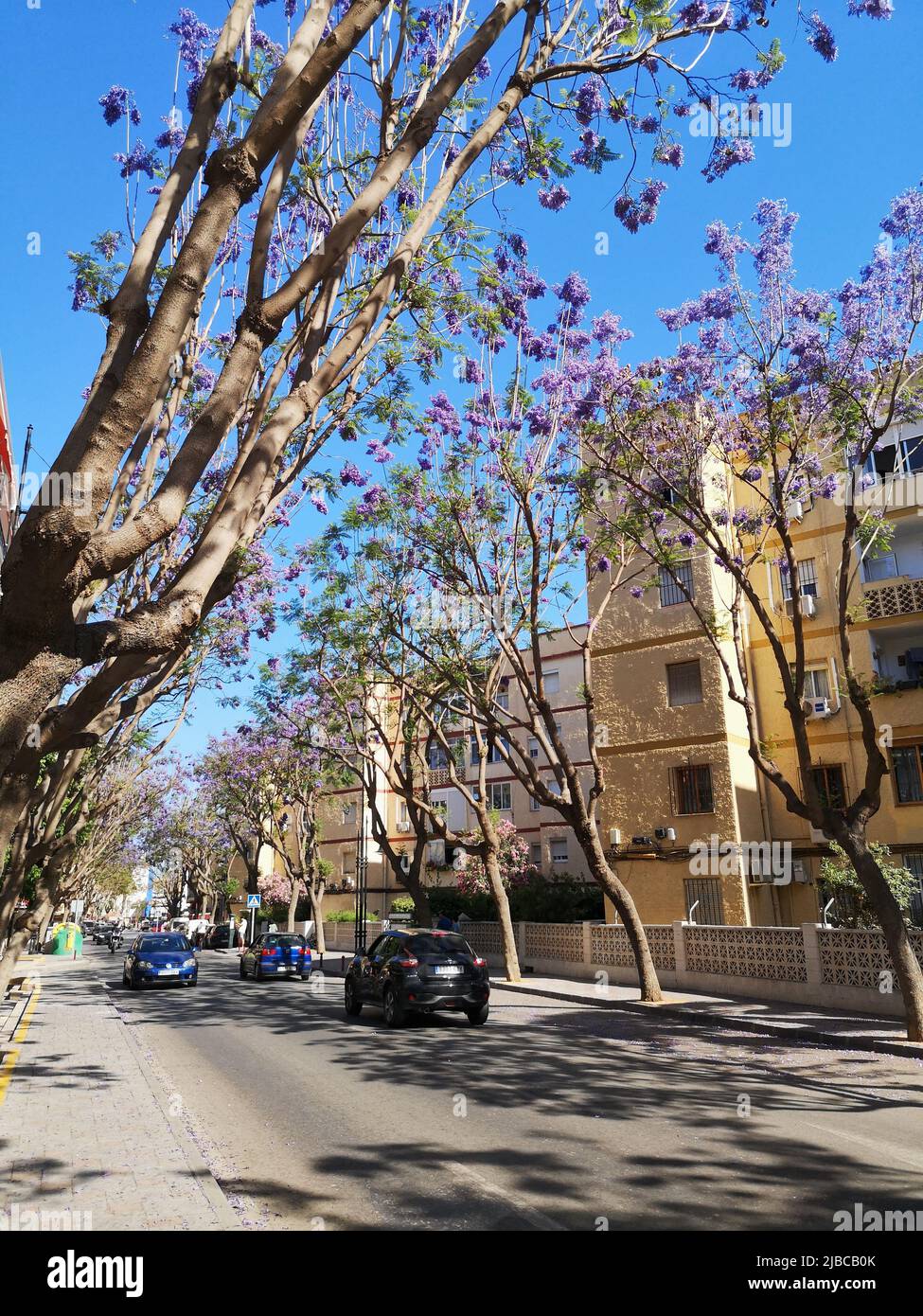 Arbres Jacaranda fleuris le long de l'avenue Mijas.Fuengirola, province de Malaga, Espagne. Banque D'Images