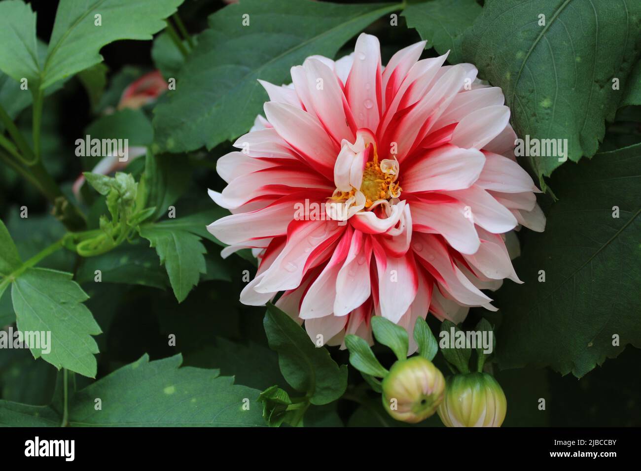 Blanc Dahlia belle fleur Banque D'Images
