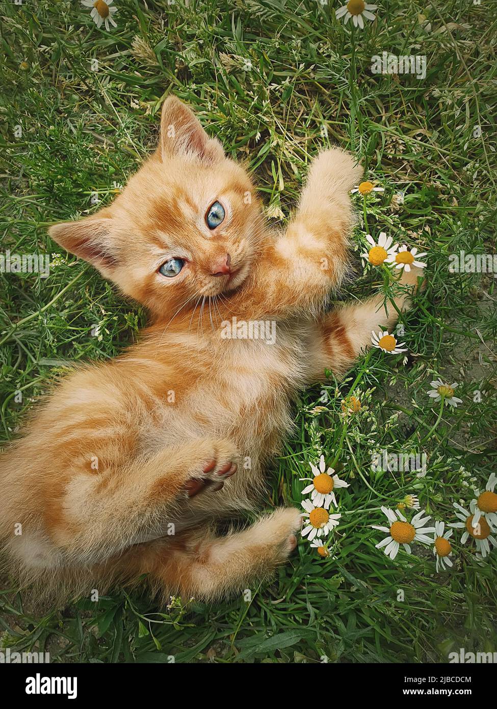 Chaton orange espiègle couché sur une prairie d'herbe verte parmi les fleurs. Petit chat de gingembre mignon scène à l'extérieur dans la nature Banque D'Images