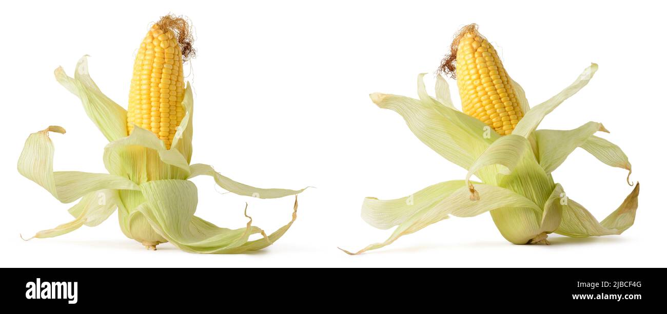 maïs ou maïs, légumes féculents populaires avec rafle et cosse isolés sur fond blanc, différents