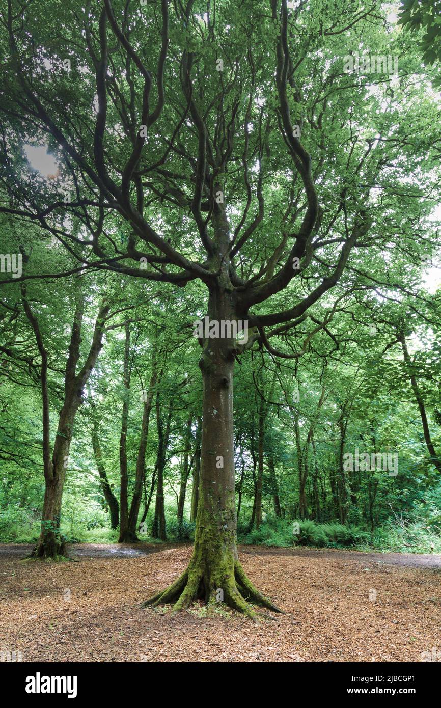 Bois de falaise nord au printemps, sous-pied sec avec lumière diffuse du milieu de la matinée. Banque D'Images