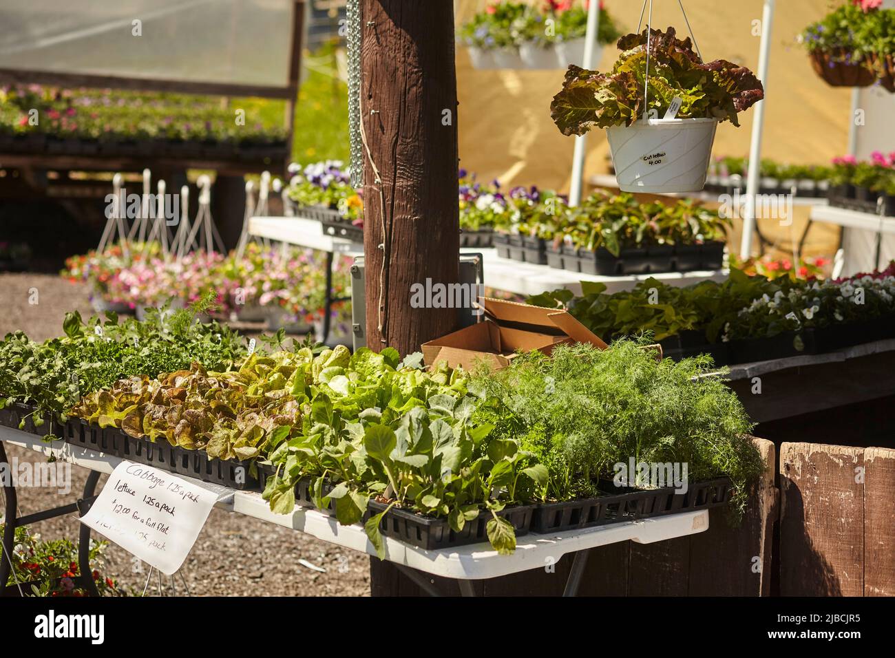 garden Center, Amish Country, Lancaster County, Pennsylvanie, États-Unis, Banque D'Images