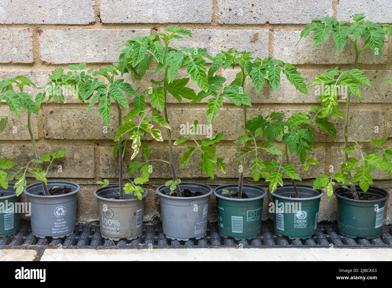 Plants de tomates poussant à l'extérieur dans des pots d'usine recyclés prêts pour la plantation, Royaume-Uni Banque D'Images