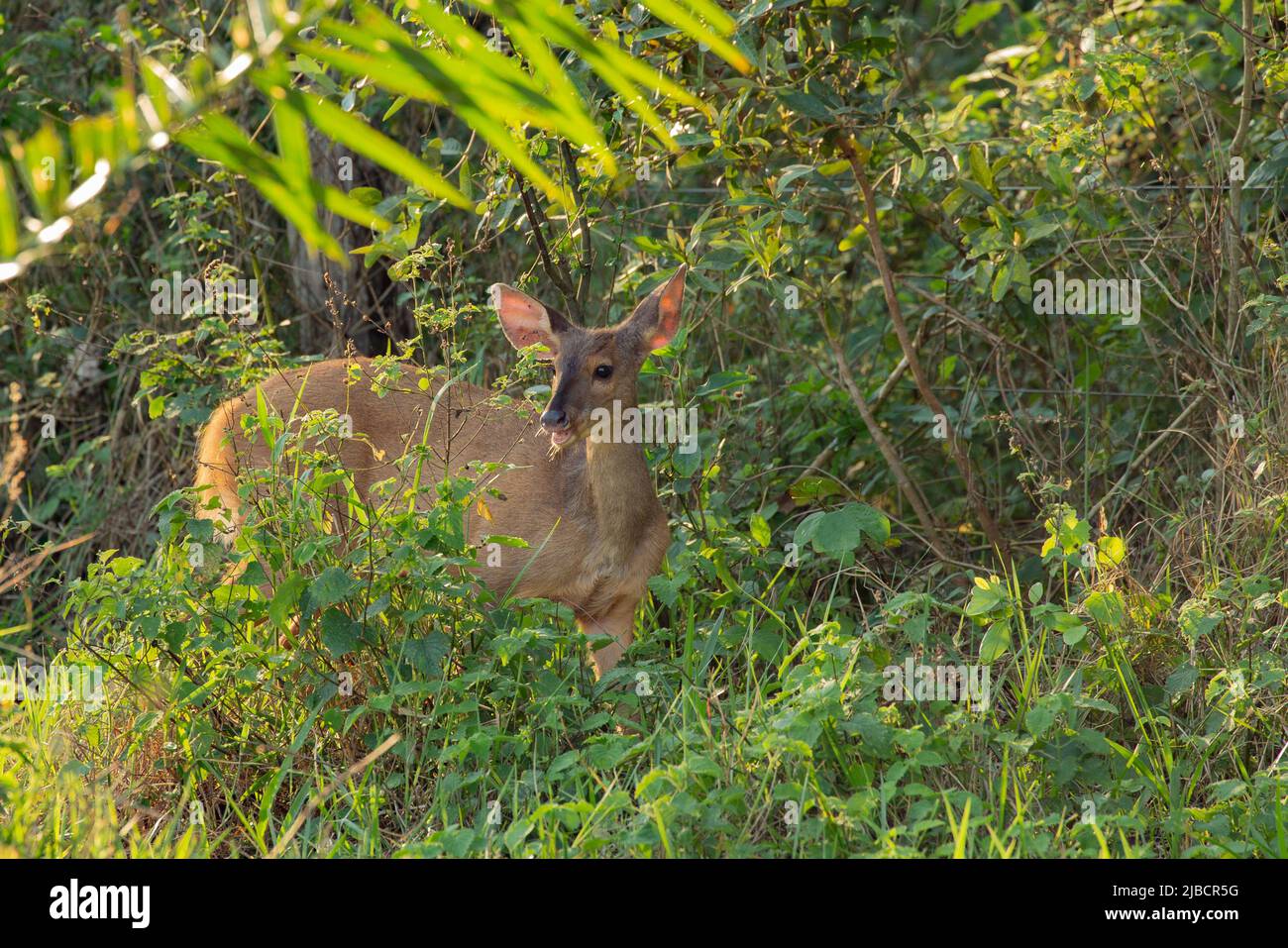 Cercueil rouge (Mazama americana) dans un feuillage dense Banque D'Images