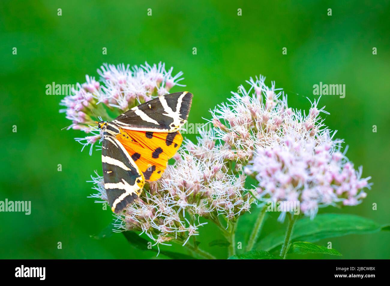 Close up of a Jersey Tiger butterfly, Euplagia quadripunctari, nectar d'alimentation sur une fleur. c'est un lépidoptère Banque D'Images