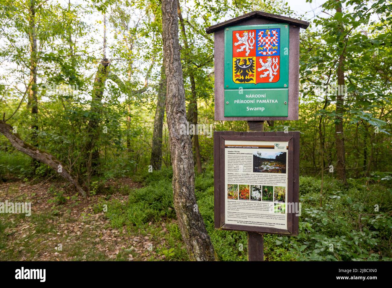 Národní přírodní památka Swamp, Machovo jezero, Máchův kraj, Ceska republika / zone protégée naturelle Swamp, lac de Macha, république Tchèque Banque D'Images