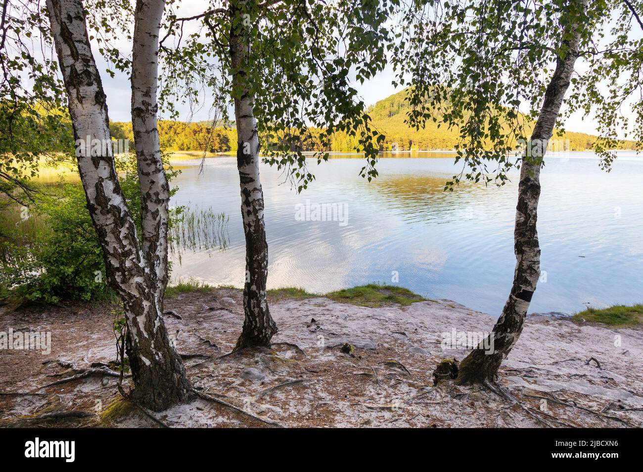 Machovo jezero, Máchův kraj, Ceska republika / Lac de Macha, république Tchèque Banque D'Images