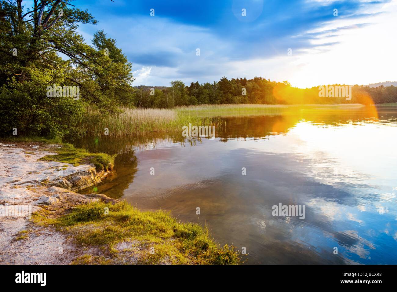 Národní přírodní památka Swamp, Machovo jezero, Máchův kraj, Ceska republika / zone protégée naturelle Swamp, lac de Macha, république Tchèque Banque D'Images