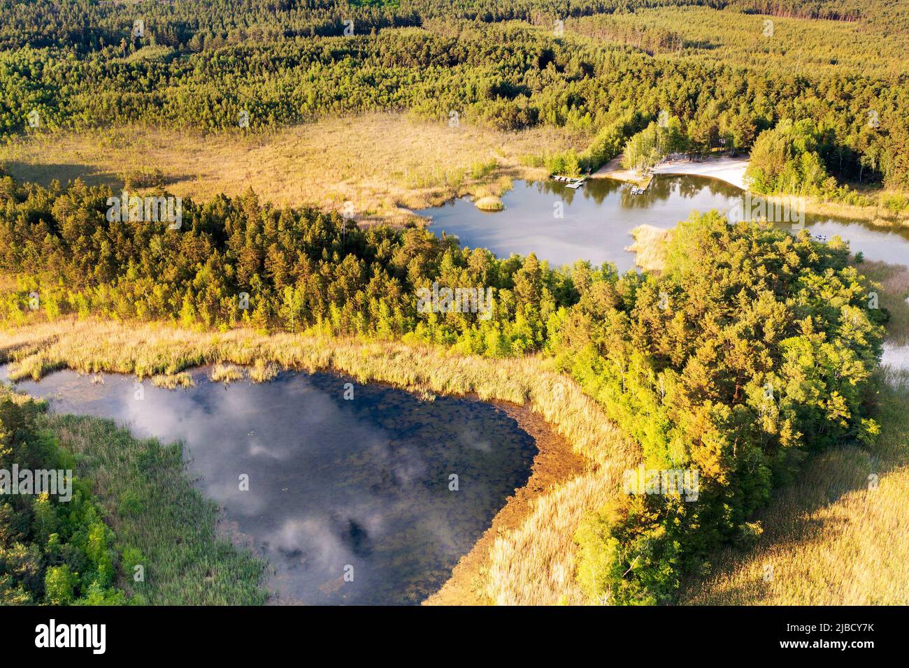 Národní přírodní památka Swamp, Machovo jezero, Máchův kraj, Ceska republika / zone protégée naturelle Swamp, lac de Macha, république Tchèque Banque D'Images