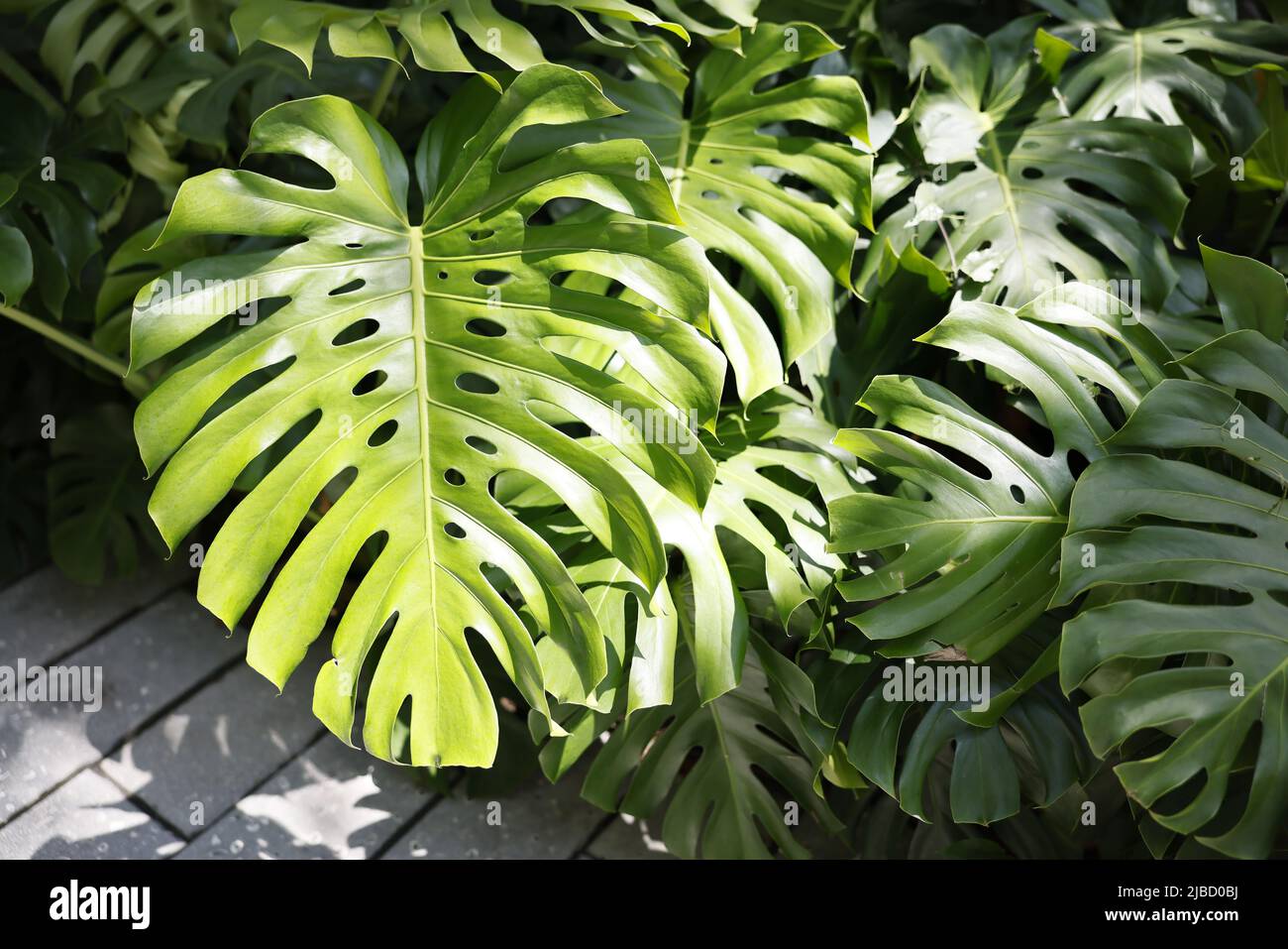 Plante de philodendron à feuilles partagées de Monstera deliciosa  originaire du Mexique, idéale pour humidifier l'air à l'extérieur à  l'intérieur Photo Stock - Alamy