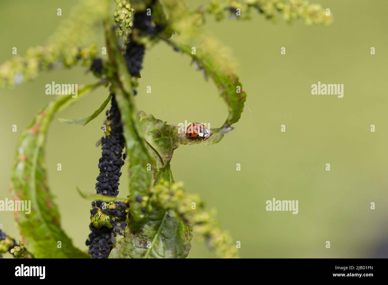 Ladybird sur la feuille de ponton infestée de puceron de haricot noir (Aphis fabae), Suffolk, Angleterre, mai Banque D'Images
