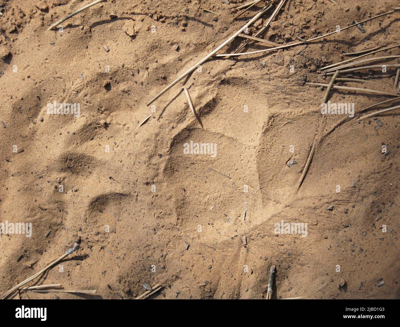 piste de pied à motif ours noir dans la poussière pour plus de détails Banque D'Images