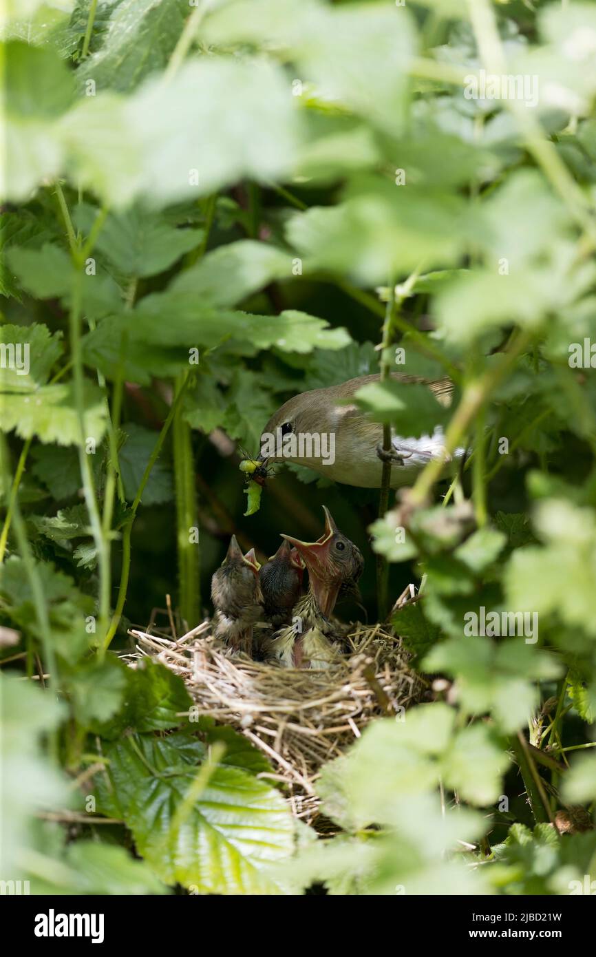 Verrière Sylvia borin, poussins nourrissant des adultes au nid, Suffolk, Angleterre, juin Banque D'Images