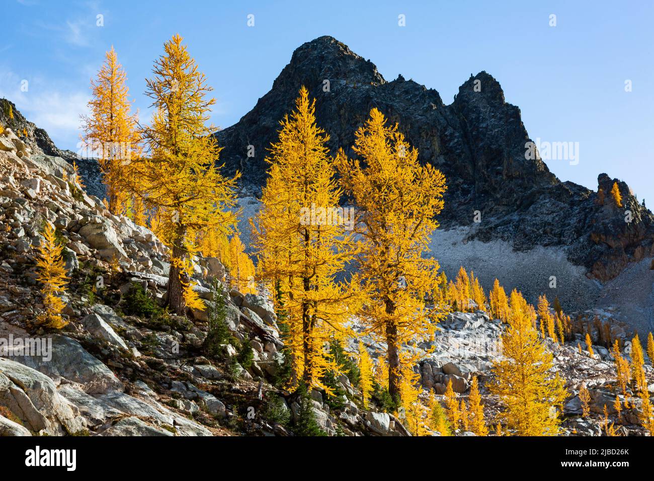 WA21640-00....WASHINGTON - les arbres alpins de Larch sont de couleur automnale sous les pics des premiers vents dans la forêt nationale Okanogan - Wenatchee. Banque D'Images