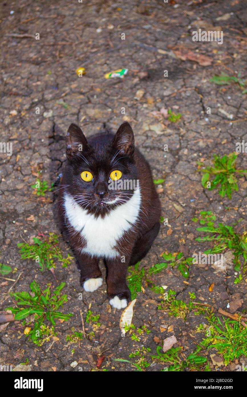 Un Chat Mignon Tuxedo Noir Et Blanc Motif Bicolore European Shorthair Debout Et Appuye Sa Patte Contre Un Arbre Dans Un Jardin Et Curieusement A La Photo Stock Alamy