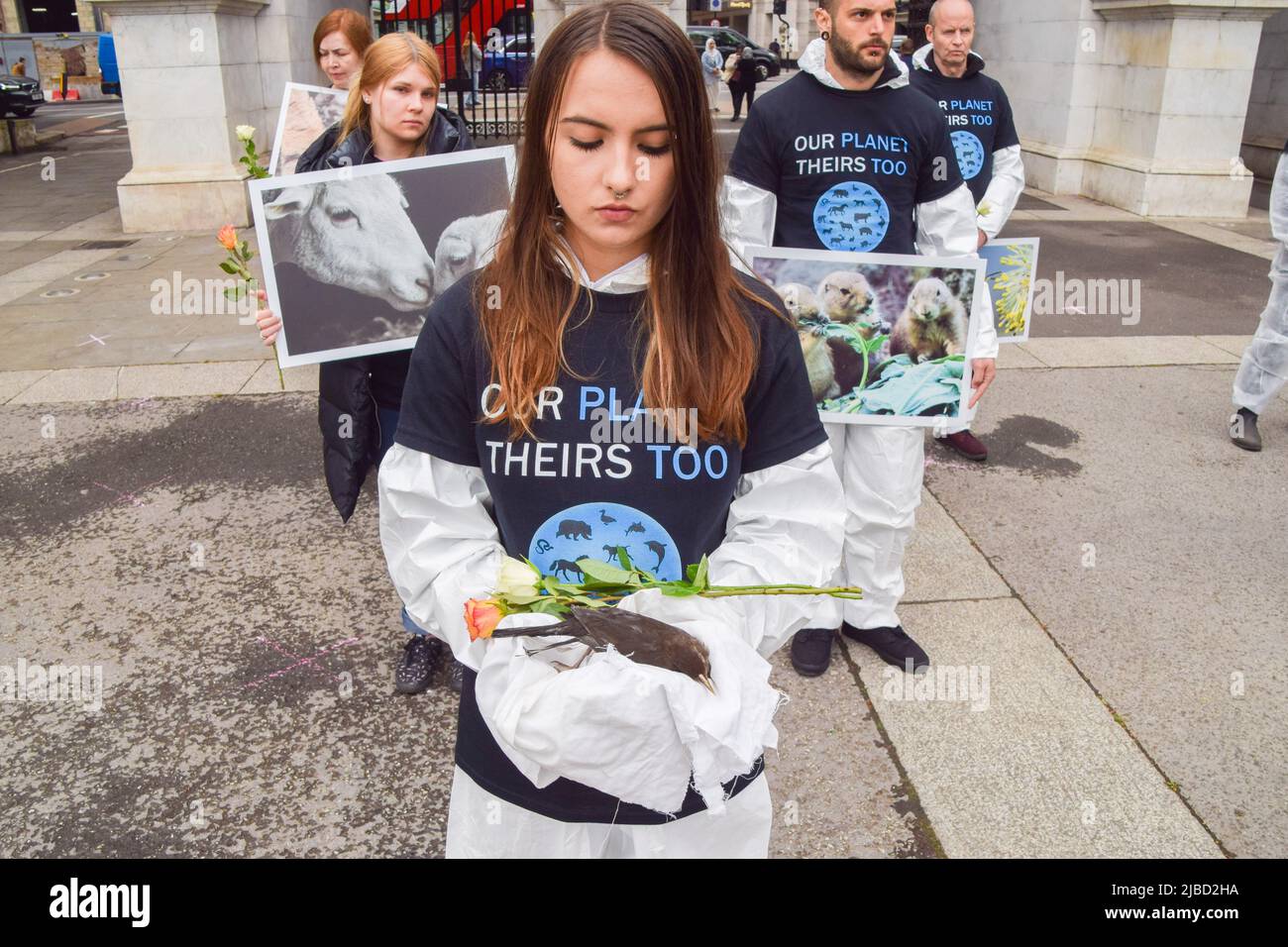 5 juin 2022, Londres, Angleterre, Royaume-Uni: Un activiste tient un oiseau mort. Les militants des droits des animaux se sont réunis à Marble Arch pour assister à la Journée nationale des droits des animaux, qui commémore les milliards d'animaux exploités, maltraités et tués chaque année par les humains, et qui vise à éduquer le public sur les horreurs que les animaux traversent et à mettre en évidence des alternatives végétales sans cruauté. Certains activistes ont tenu des animaux réels, y compris des oiseaux, un écureuil, un hérisson, des rats et des renards, qui est mort de causes naturelles. (Image de crédit : © Vuk Valcic/ZUMA Press Wire) Banque D'Images