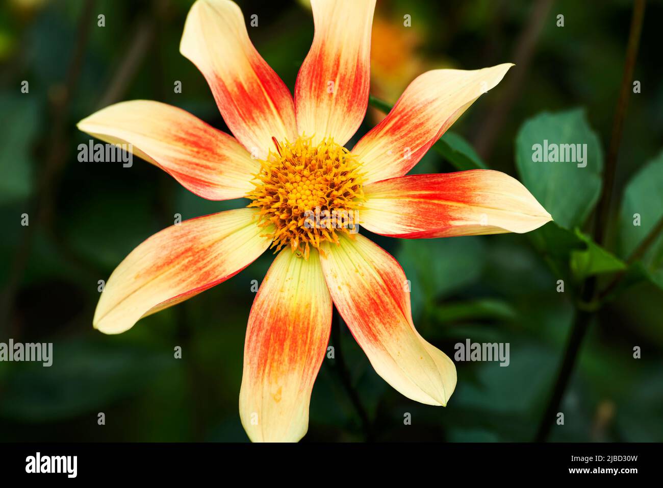 WA21658-00...WASHINGTON - fleur colorée dans le jardin Dahlia au jardin botanique de Bellevue. Banque D'Images