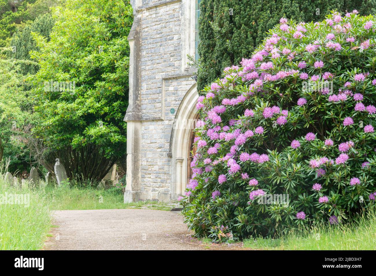 Rhododendrons dans le vieux cimetière de Southampton Banque D'Images