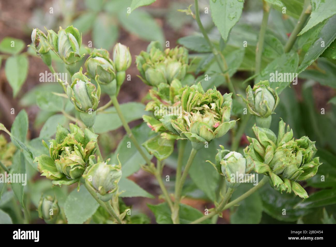 Rosa chinensis viridiflora Banque D'Images