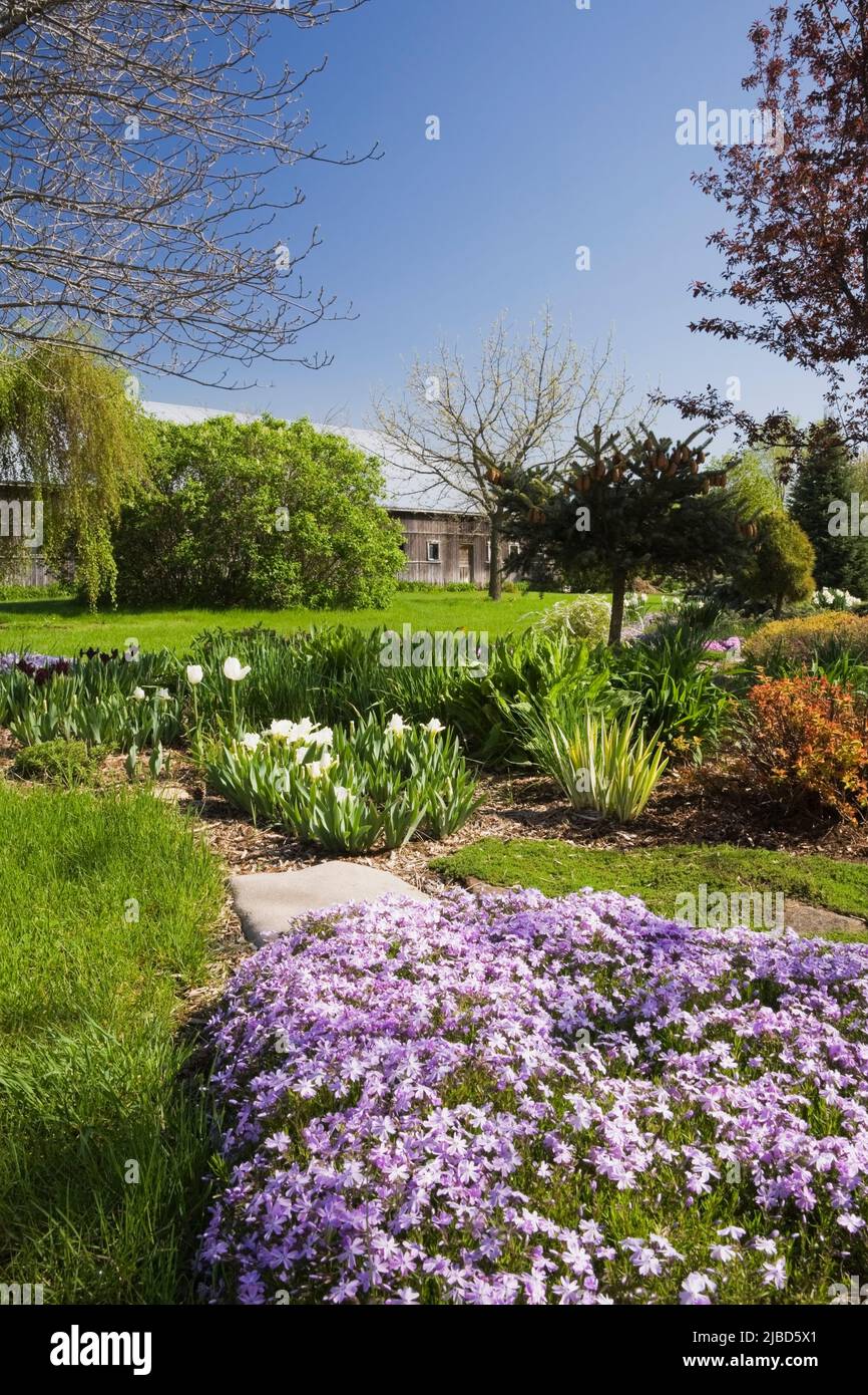 Mauve Phlox subulata et Tulipa blanc - fleurs de tulipe en bordure au-delà dans le jardin paysagé de cour avant au printemps. Banque D'Images