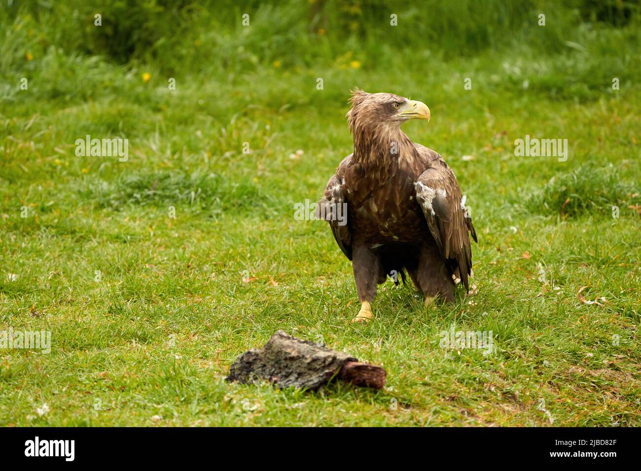 Un aigle à tête blanche détaillé marche dans l'herbe verte.Le grand oiseau brun de proie regarde autour Banque D'Images