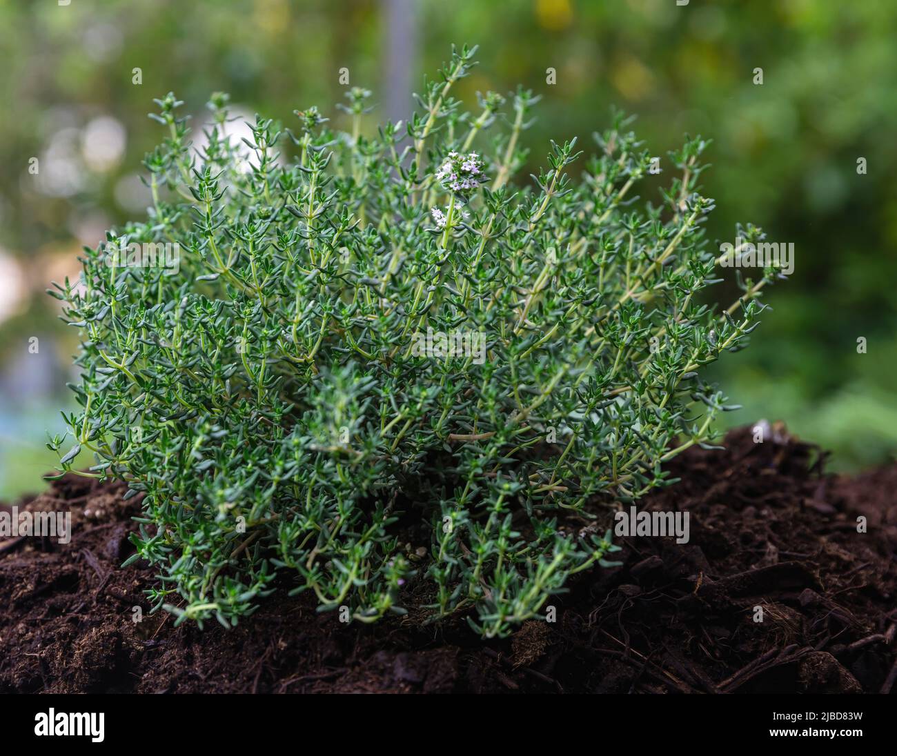 Thym ou thym à usage culinaire herbe. Plante aromatique fraîche, thérapeutique dans le sol, vue rapprochée. Banque D'Images