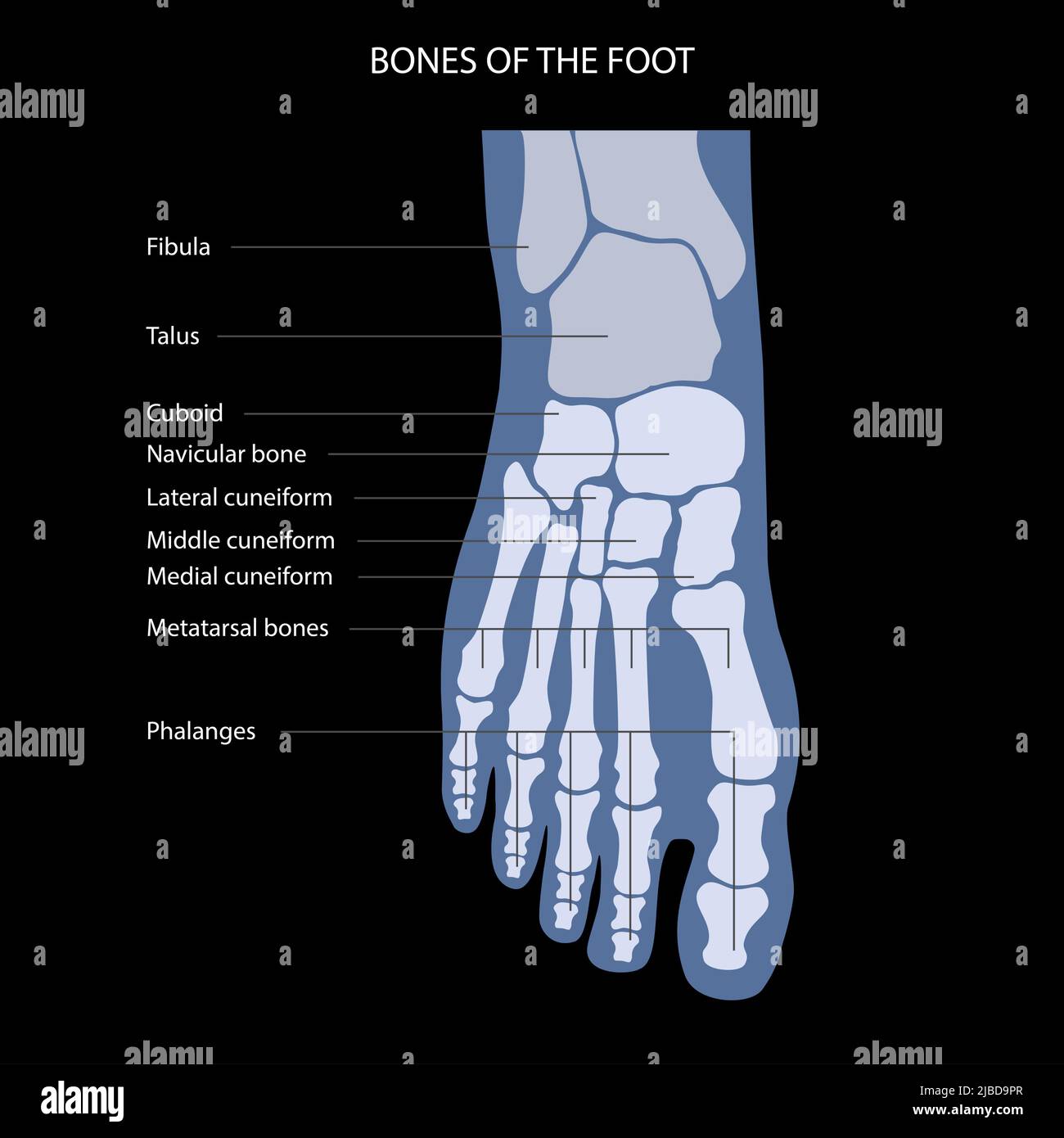 L'anatomie du pied, illustration Banque D'Images