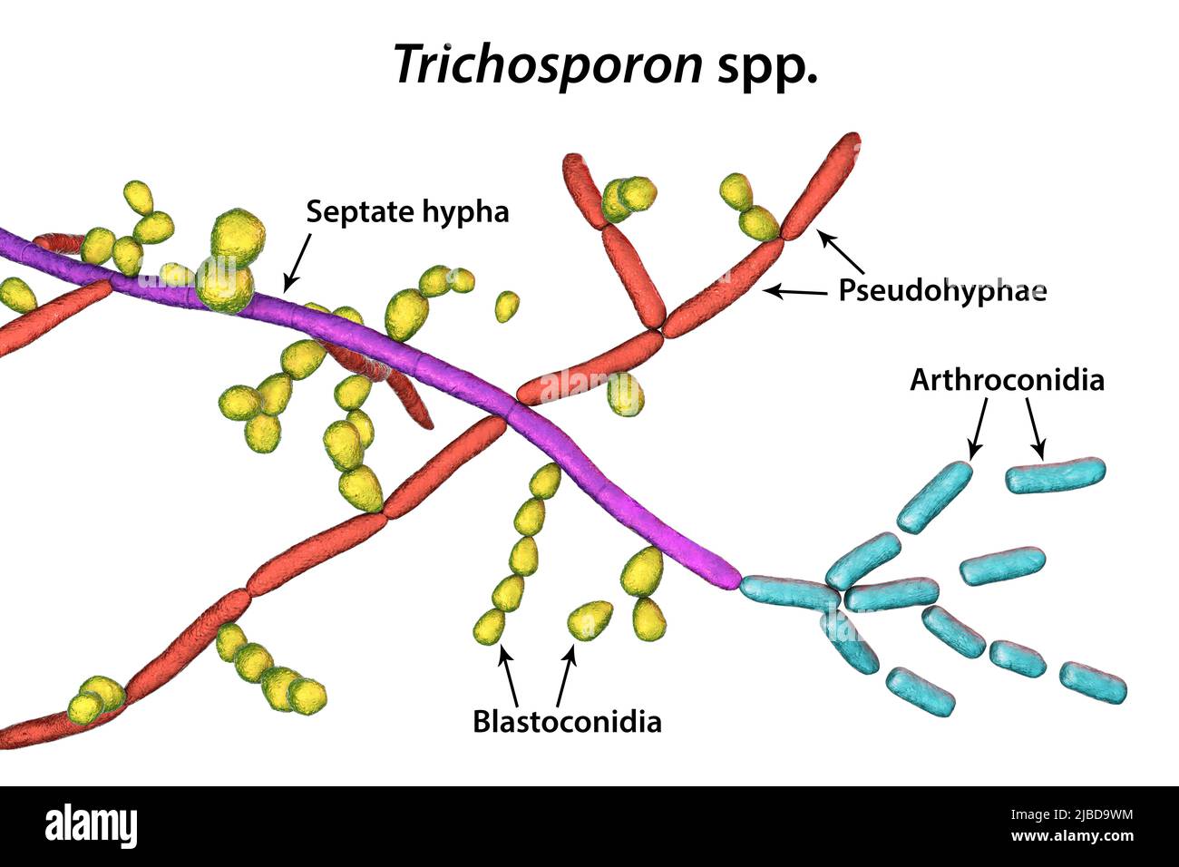 Structure du champignon Trichosporon, illustration Banque D'Images