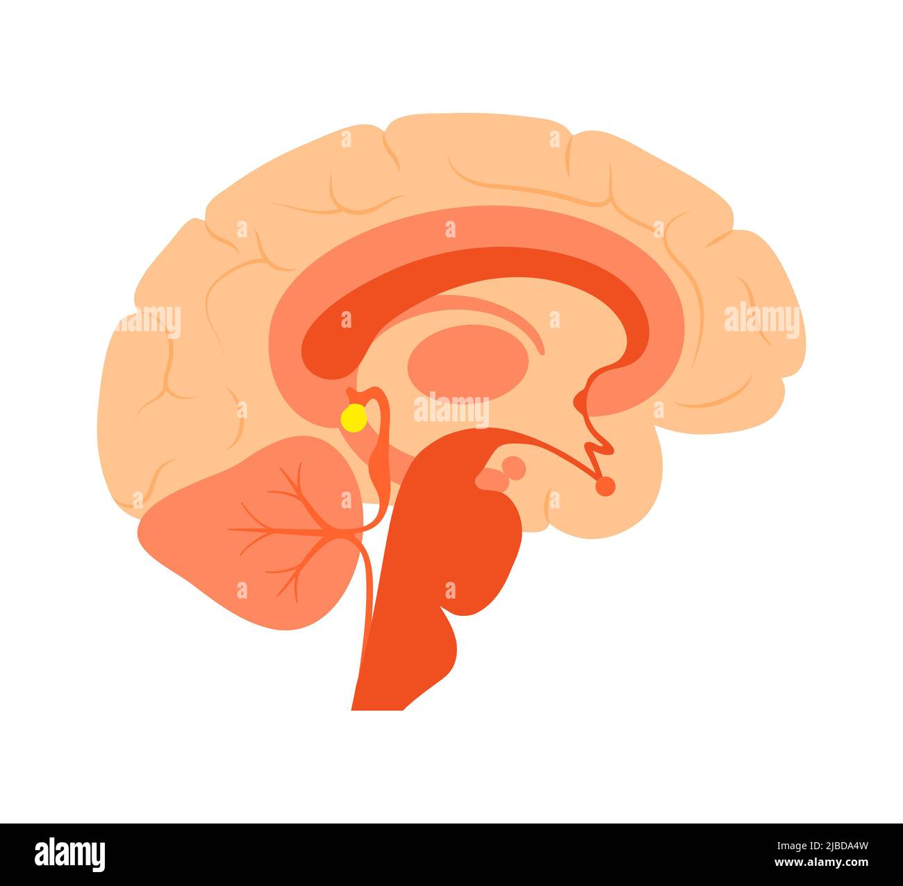Presse-étoupe pinéal, illustration Banque D'Images