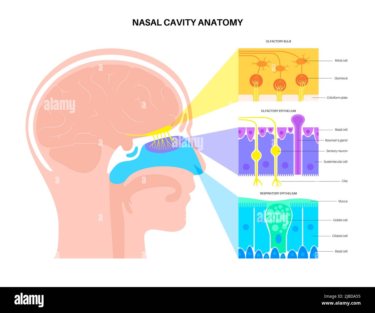 Anatomie de la cavité nasale, illustration Banque D'Images