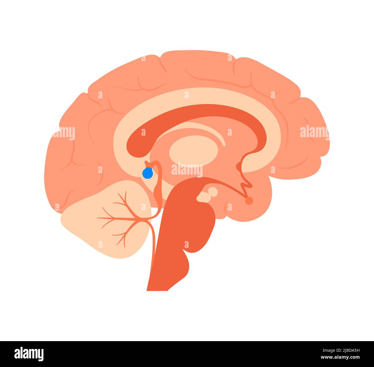 Presse-étoupe pinéal, illustration Banque D'Images