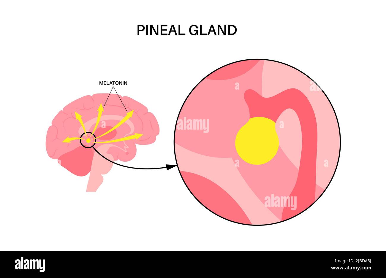 Presse-étoupe pinéal, illustration Banque D'Images