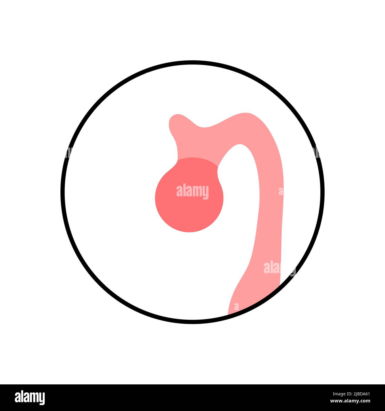 Presse-étoupe pinéal, illustration Banque D'Images