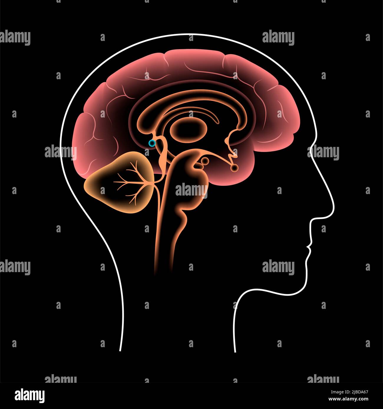 Presse-étoupe pinéal, illustration Banque D'Images