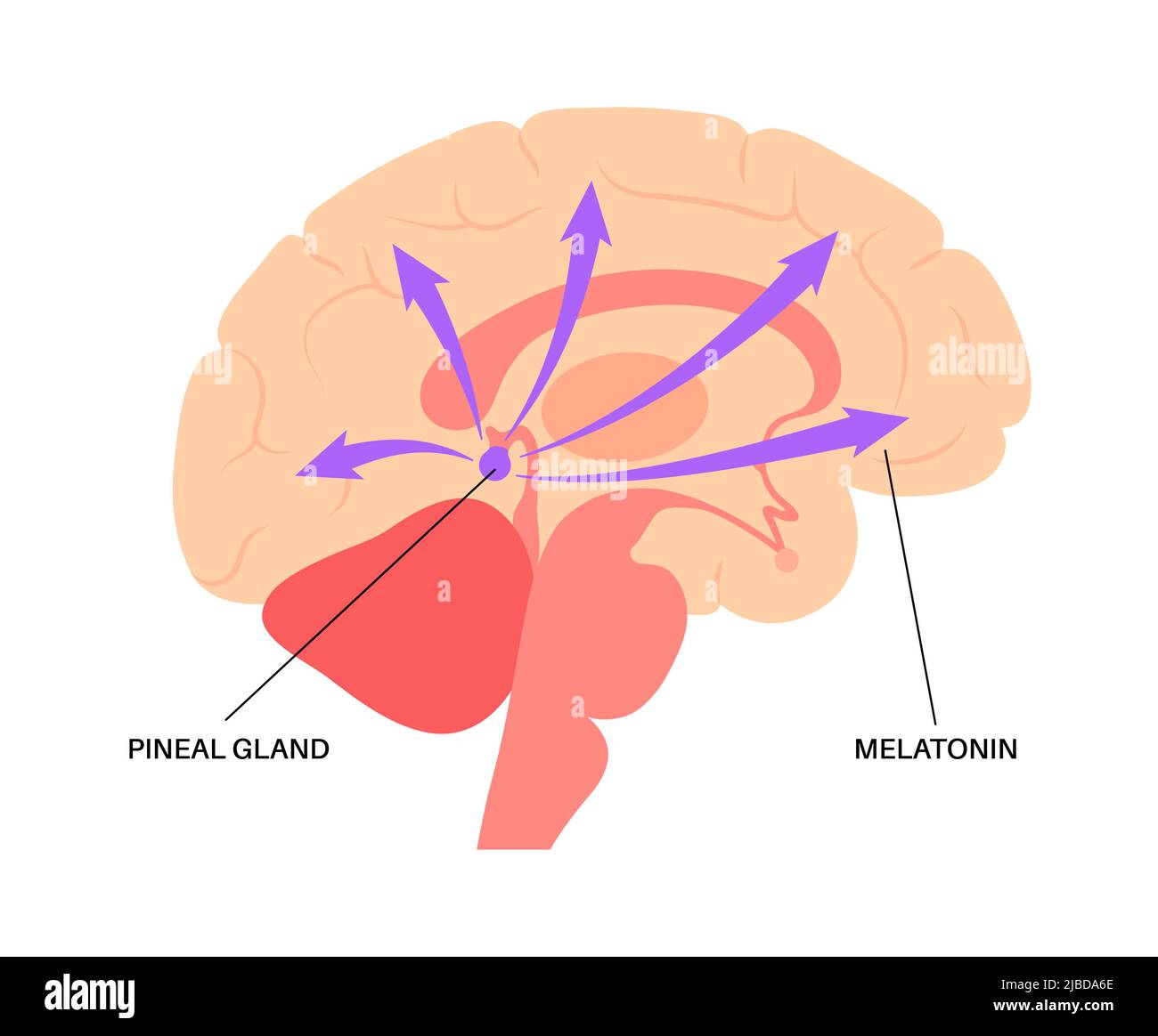 Presse-étoupe pinéal, illustration Banque D'Images