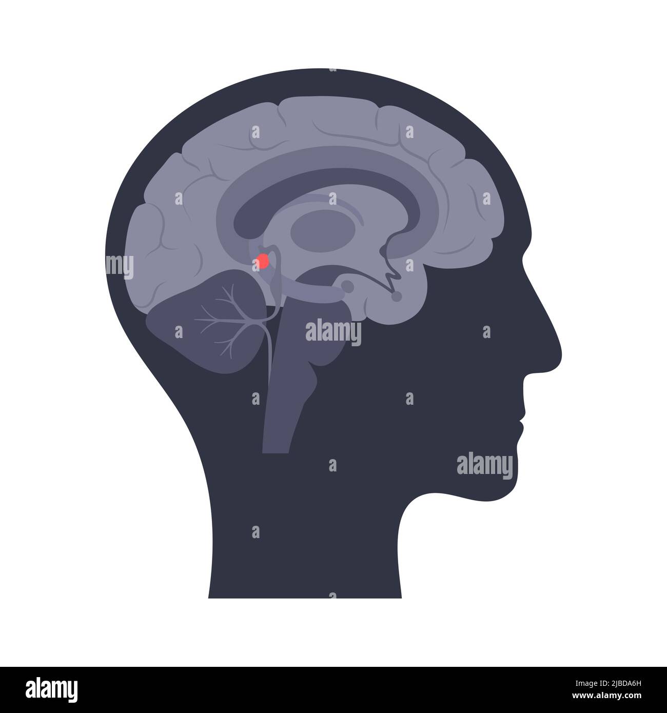 Presse-étoupe pinéal, illustration Banque D'Images