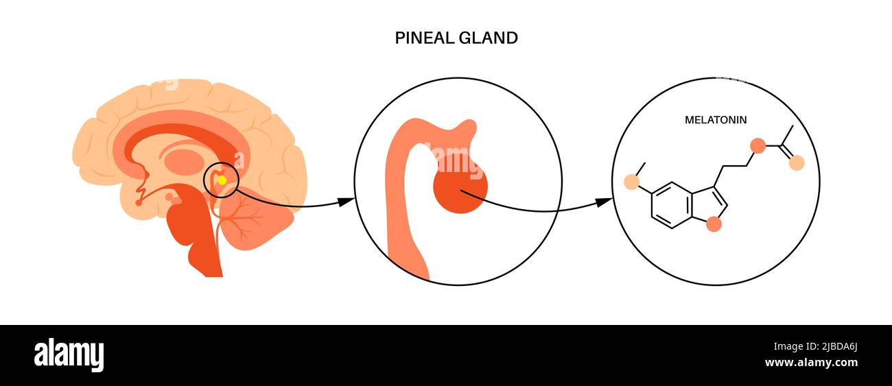 Presse-étoupe pinéal, illustration Banque D'Images