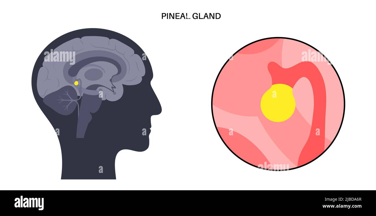 Presse-étoupe pinéal, illustration Banque D'Images