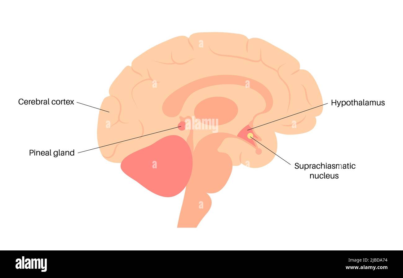 Cycle de veille, illustration Banque D'Images