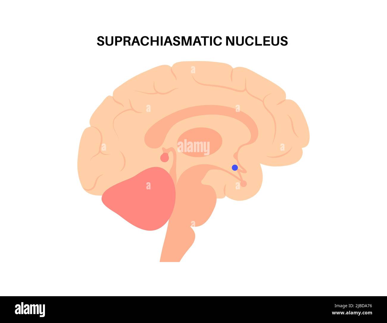 Cycle de veille, illustration Banque D'Images
