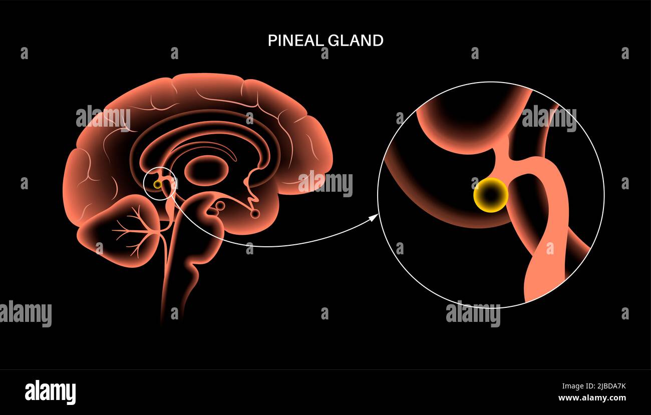 Presse-étoupe pinéal, illustration Banque D'Images