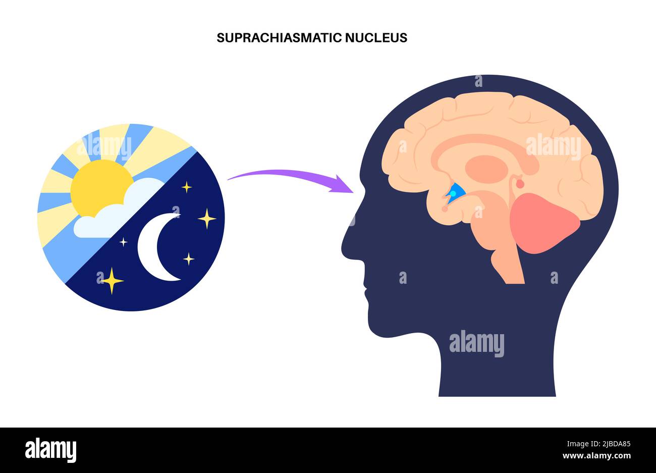 Cycle de veille, illustration Banque D'Images