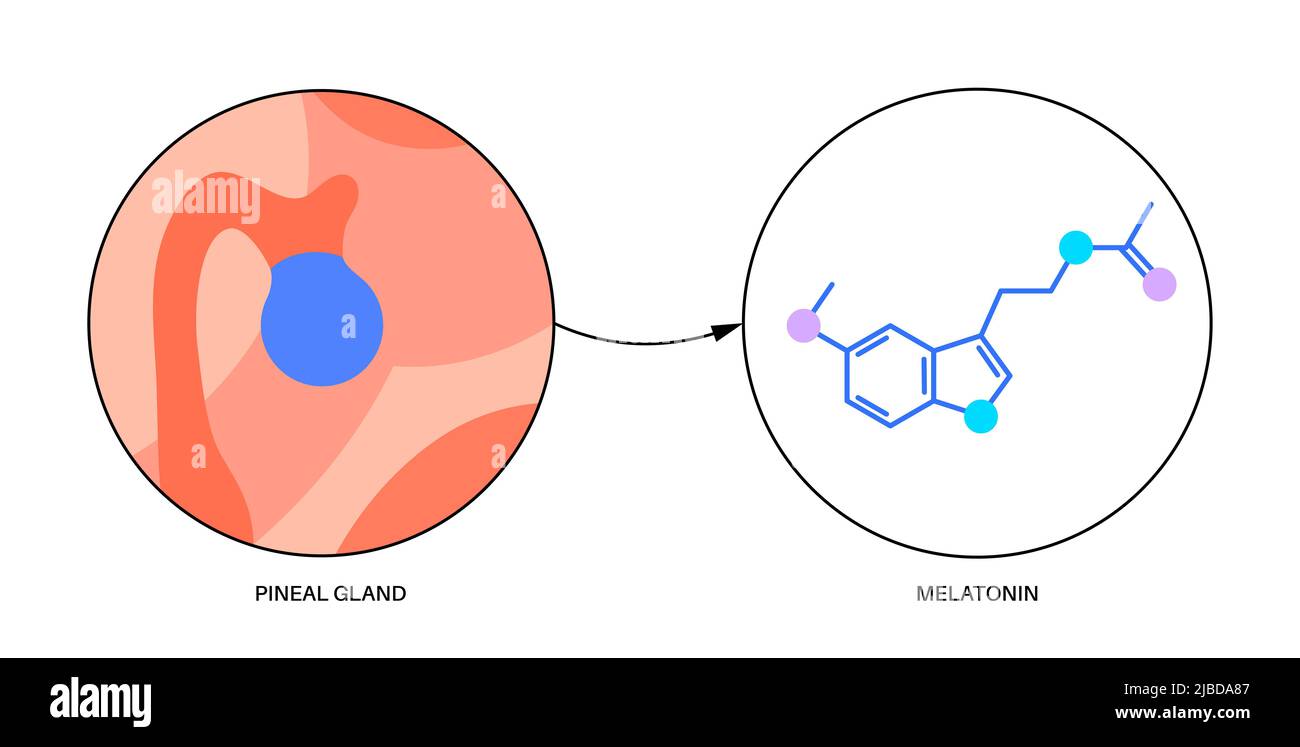 Presse-étoupe pinéal, illustration Banque D'Images