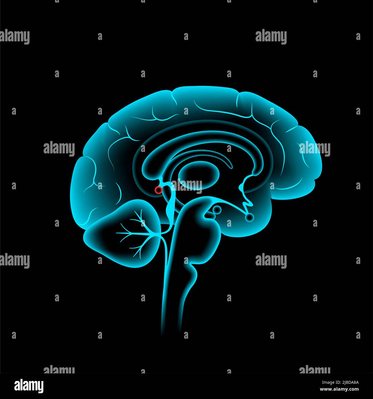 Presse-étoupe pinéal, illustration Banque D'Images